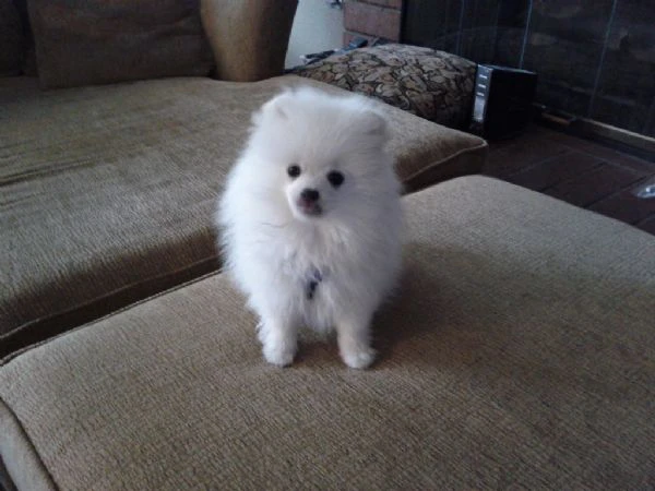 cuccioli di spitz di pomerania 