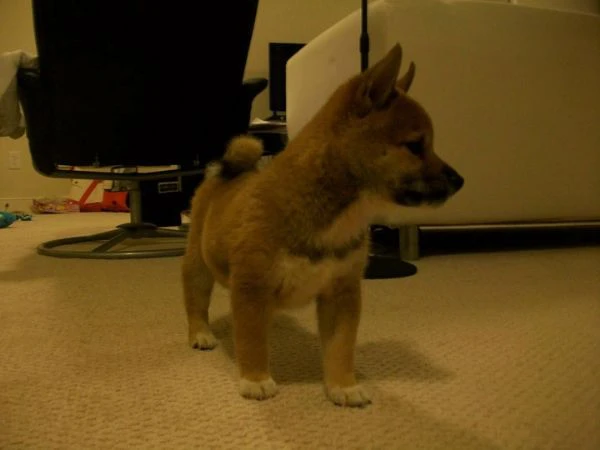 cuccioli di shiba inu 