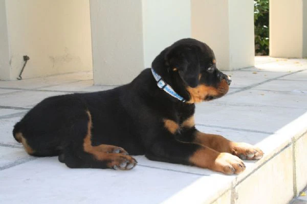 cuccioli di rottweiler 