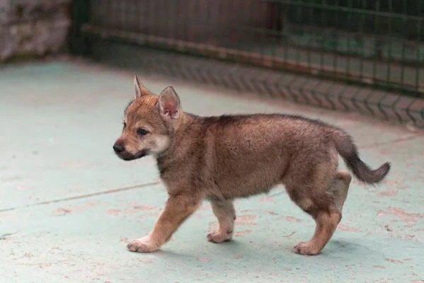 disponibili cuccioli di lupo cecoslovacco 