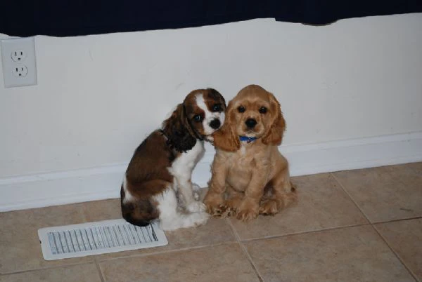 cuccioli di cocker spaniel 