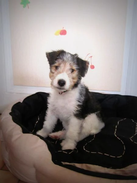 disponibili cuccioli di fox terrier