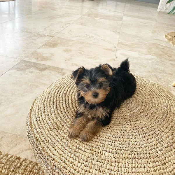 cuccioli di yorkshire terrier 