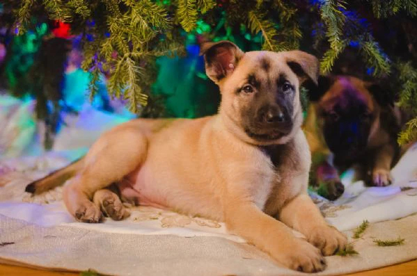 cuccioli pastore belga malinois 