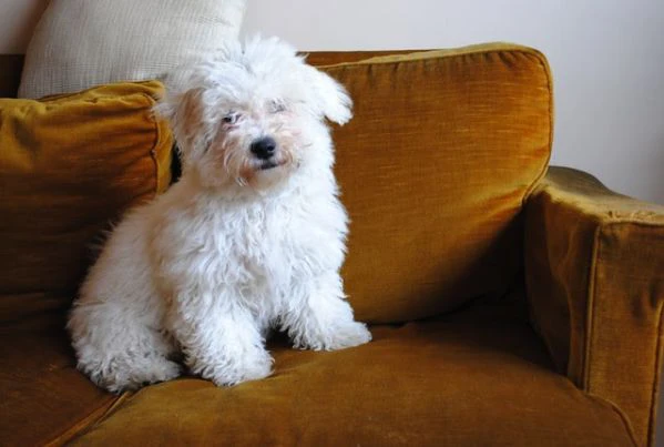 cuccioli di bichon frise