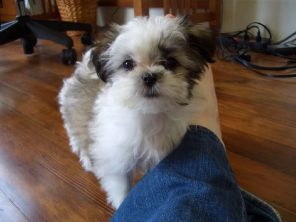 cuccioli di shih tzu con pedigree enci 