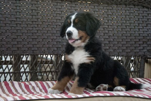  cuccioli di bovaro del bernese