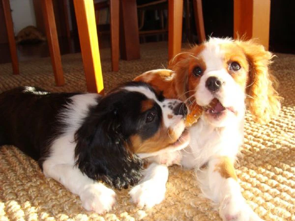 cuccioli cavalier king