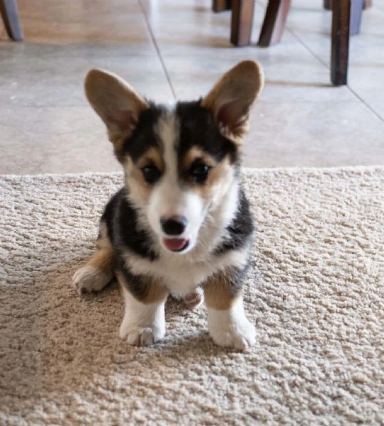 cuccioli di welsh corgi pembroke