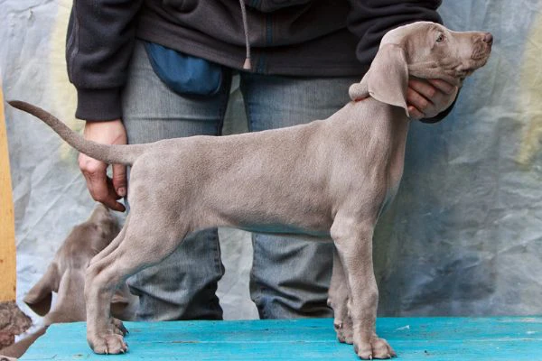 cuccioli di weimaraner blu