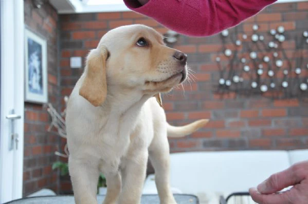 cuccioli labrador retriever 