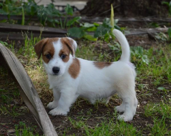 jack russell terrier - cuccioli altamente selezionati