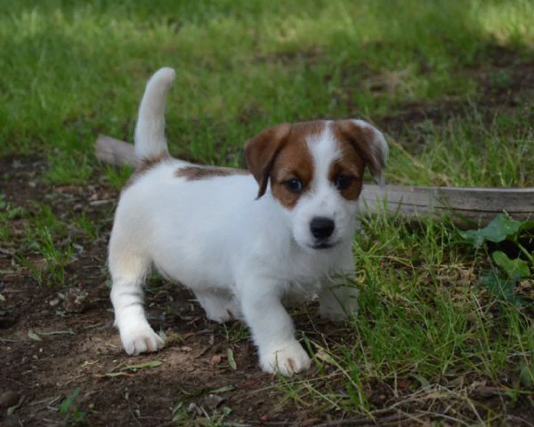 jack russell terrier - cuccioli altamente selezionati | Foto 6