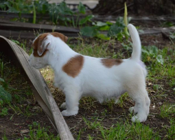 jack russell terrier - cuccioli altamente selezionati | Foto 5