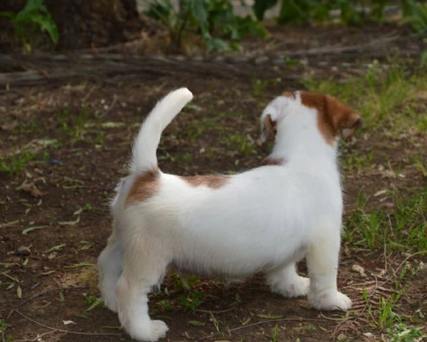 jack russell terrier - cuccioli altamente selezionati | Foto 4