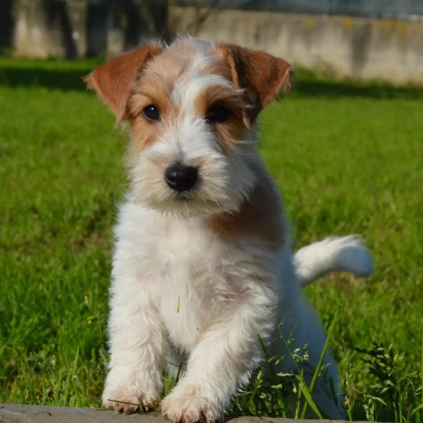 jack russell terrier - cuccioli altamente selezionati | Foto 2