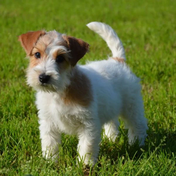 jack russell terrier - cuccioli altamente selezionati | Foto 1