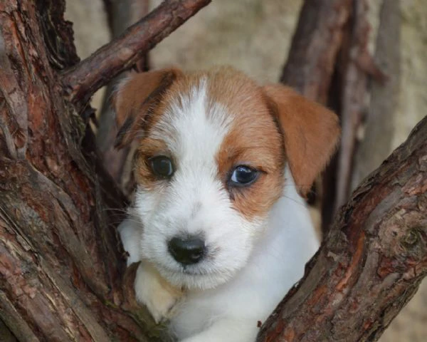 jack russell terrier - cuccioli altamente selezionati | Foto 0