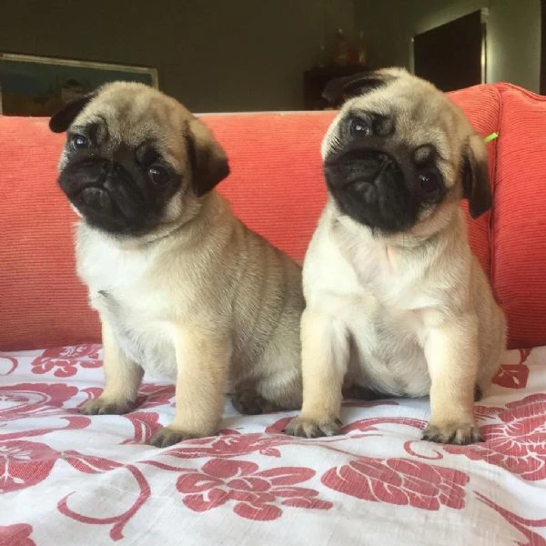 cuccioli di carlino carini e adorabili