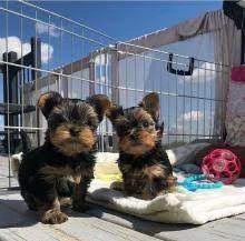 cuccioli di yorkie