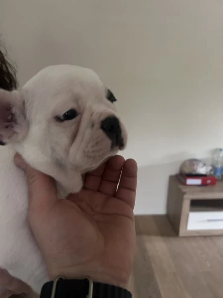 ultimo cucciolo di bulldog francese rimasto 