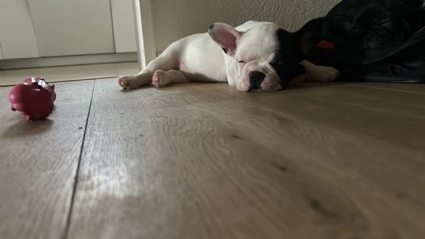 ultimo cucciolo di bulldog francese rimasto  | Foto 5