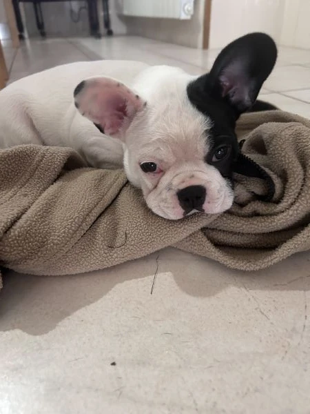 ultimo cucciolo di bulldog francese rimasto  | Foto 4