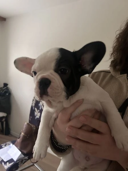 ultimo cucciolo di bulldog francese rimasto  | Foto 3