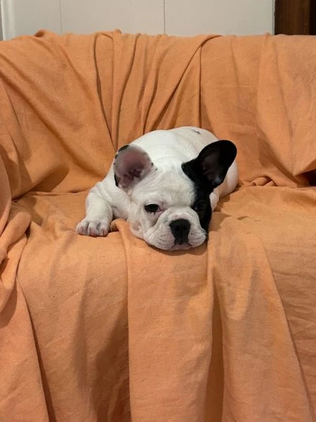 ultimo cucciolo di bulldog francese rimasto  | Foto 2