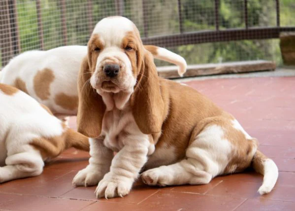 cuccioli di bassethound basset hound