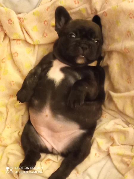 cuccioli bouldogue francese  | Foto 4