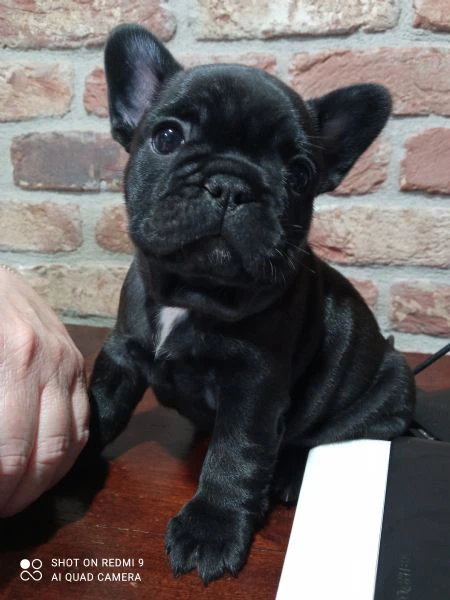 cuccioli bouldogue francese 