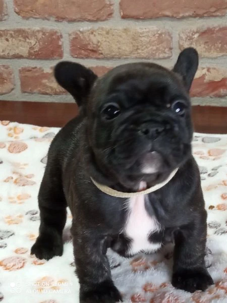 cuccioli bouldogue francese  | Foto 1