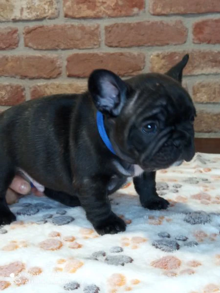 cuccioli bouldogue francese  | Foto 0