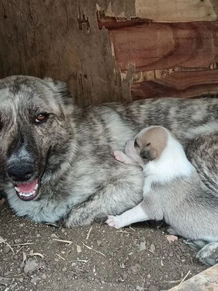 cuccioli meticci taglia media 