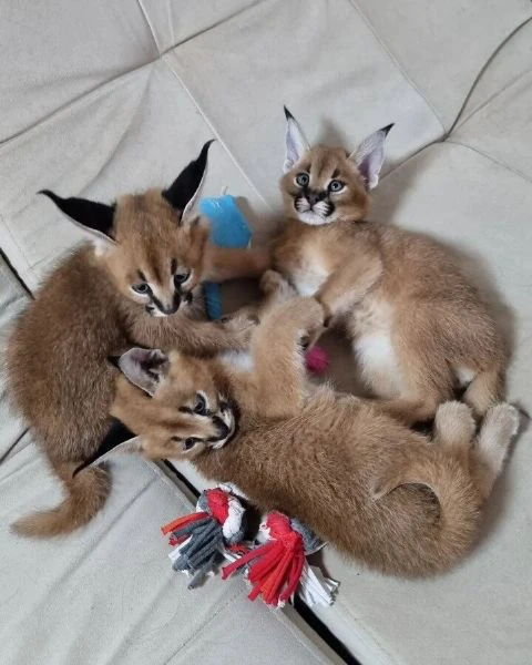 disponibili cuccioli serval, savana e caracal | Foto 5