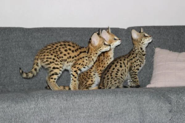 disponibili cuccioli serval, savana e caracal | Foto 3