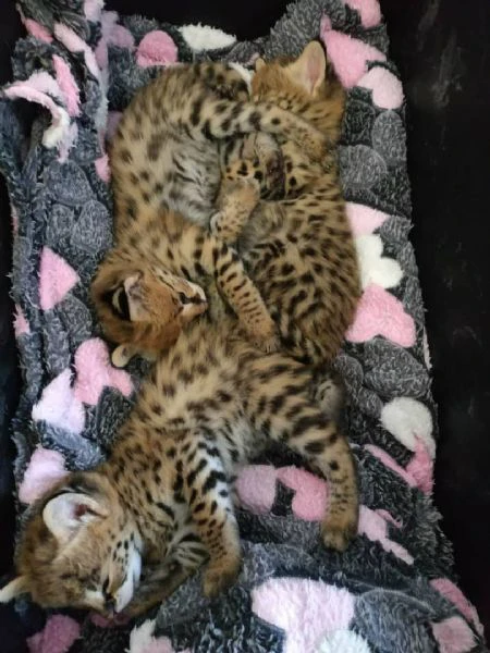 disponibili cuccioli serval, savana e caracal | Foto 2