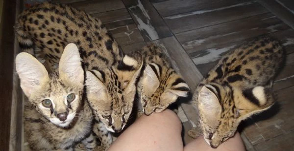 disponibili cuccioli serval, savana e caracal | Foto 0