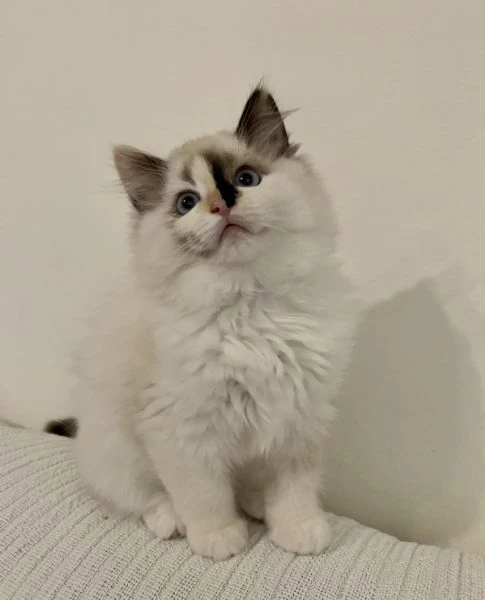 cuccioli ragdoll 