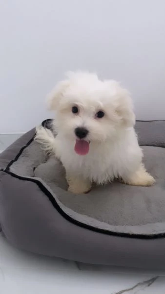 cuccioli di maltese  | Foto 4