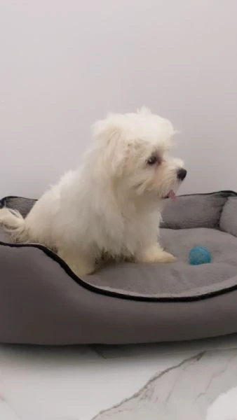 cuccioli di maltese  | Foto 3