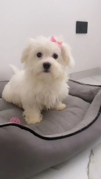 cuccioli di maltese  | Foto 1