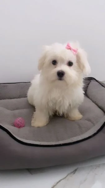 cuccioli di maltese 