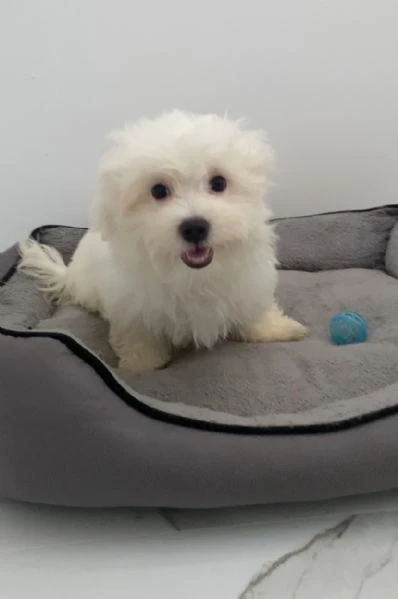 cuccioli di maltese  | Foto 0