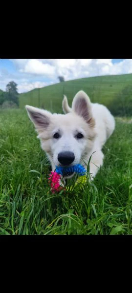 cucciola di pastore svizzero | Foto 6