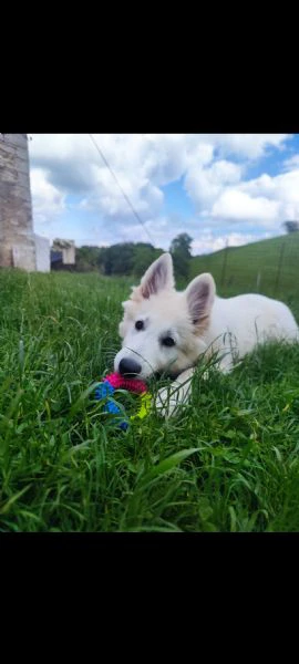 cucciola di pastore svizzero | Foto 5