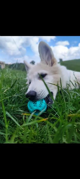 cucciola di pastore svizzero | Foto 4