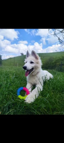 cucciola di pastore svizzero