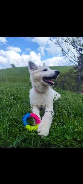 cucciola di pastore svizzero | Foto 1